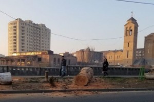 Срезанные на проспекте Азатутян пять деревьев были высохшими – мэрия Еревана