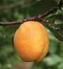 17_07-apricot 17_07-apricot