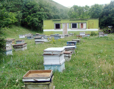 10_08-honey-5