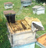 bee_10.08.09