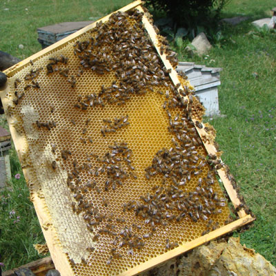 bees_10.08.09