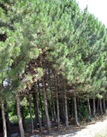 23_09-tree