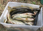 fishes_25.09.09