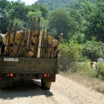 Tavush_forest_12.07.10