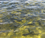 fish_28.11.10