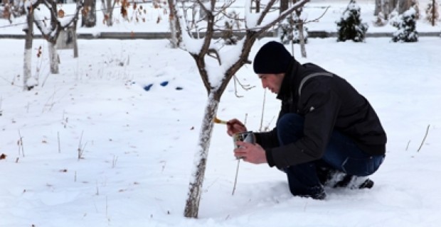 Yerevan Municipality to Plant 30,000 Trees in 2012
