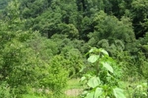 Ավելի քան 23 հազ. հա անտառ ընդգրկված չէ անտառային ֆոնդում. մարզպետների 
hերթական խորհրդակցությունը