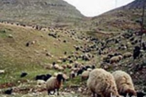 Բրուցելյոզով հիվանդ ոչխարները տեղափոխվել են Հայաստան