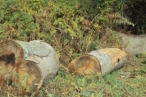 Ազատի կիրճում ու Դսեղ-Մարց հատվածում ծառեր են հատել