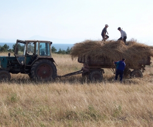 Ցորենի սերմացուն հատկացվել է 1/10-րդ չափով
