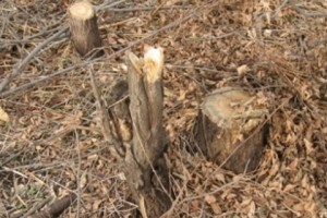 Незаконно срублено 12 берез