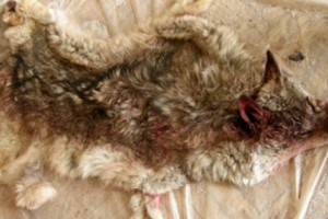 170 Wolves Killed in 3 Months: Officials Claim There Is No Alternative