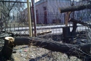 В Ачапняке срублено 11 вязов: владелец территории отрицает свою причастность к 
произошедшему