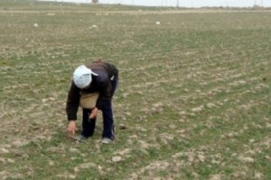 Conference on Rural and Agriculture Development to Be Held in Tzaghkadzor