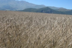 Կարկուտ Սյունիքում. վնասվել են հացահատիկի և կորնգանի ցանքատարածքները
