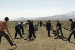 ATP Plants More Than 230,000 Trees in 11 Regions of Armenia This Spring