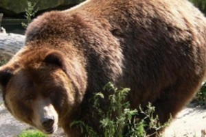 Արջերի հարձակում