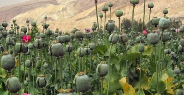 Այսօր նշվում է թմրամիջոցների օգտագործման և պօրինի շրջանառության դեմ պայքարի միջազգային օրը