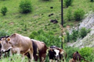 Կովերը` քաղաքականության զոհ