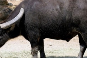 Artskah Army Serving Frozen Indian Buffalo Meat; Criminal Case Underway