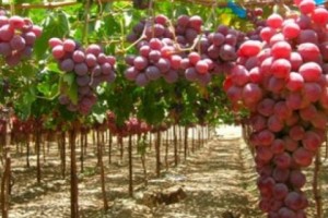 5000 ha Sultana Vineyards Will be Established in Armenia within 5-7 Years