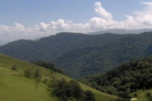 Ապօրինի հատել է 23 հաճարենի և 1 թխկի