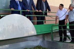 Արարատի մարզում սկսվեց խաղողի մթերումը