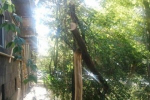 Незаконная вырубка деревьев на улице Хачатряна