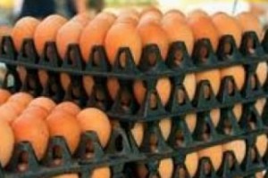 «Երևանի թռչնաբուծական ֆաբրիկան» մատակարարներին հանձնարարել է իրացման 
ցանցից դուրս բերել ողջ խմբաքանակը