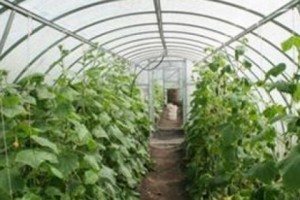 Company to Promote Small Greenhouses in Armenia