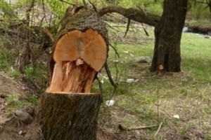 Незаконная вырубка деревьев в Ванадзоре: следствие по уголовному делу продолжается