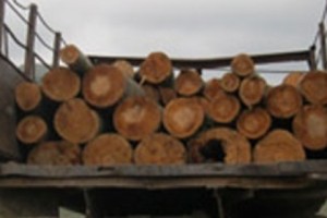 Ապօրինի ծառահատում՝ Ահնիձորի անտառից