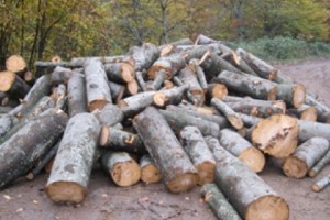 В Джилизе ревут бензопилы: лес беспощадно уничтожается (фото и видео)
