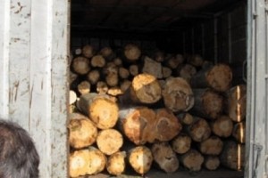 Հետևողական պայքար ապօրինի ծառահատումների և այդ հանցագործությունը 
հովանավորողների դեմ (տեսանյութ)