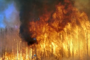 International Experts: Wildfires Pose a Real Threat to Armenia