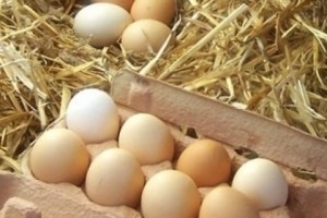 Երևանի թռչնաբուծական ֆաբրիկան հերքում է