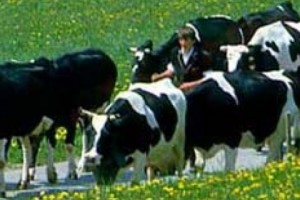 European Cows Can’t Stand Poor Living Conditions in Azerbaijan