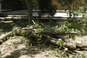 National Chamber Orchestra Director Orders “Tree Pruning”