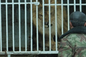 Gyumri's Lions: Is Former Mayor Guilty of Animal Cruelty?