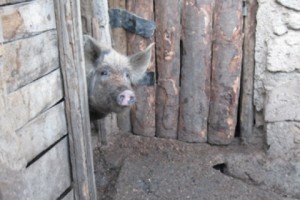 В Ахтале свиньи питаются ядовитыми отходами