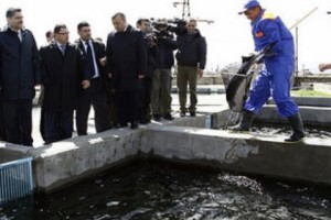 Այս տարի նախատեսվում է ամենաքիչը 800 տոննա ձուկ արտահանել