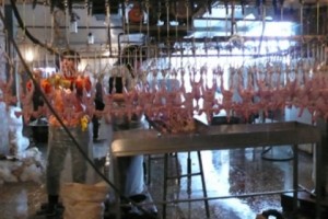 «Գետամեջ» սառեցված հավի մեջ չթույլատրված քանակի սալմոնելա է հայտնաբերվել 
(վիդեո)