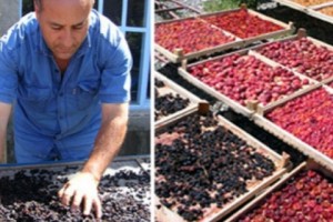 Armenian Dried Fruit is Not Competitive