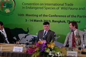 Organized Crime At Heart Of Great Ape Trafficking