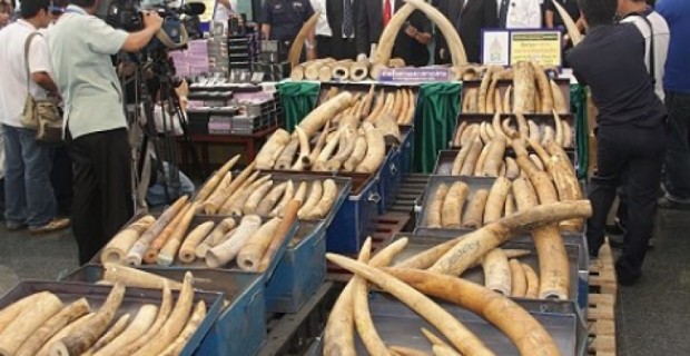 Борьба с незаконной торговлей слоновой костью выходит в Интернет