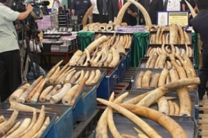 Борьба с незаконной торговлей слоновой костью выходит в Интернет