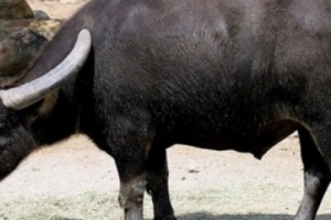 По делу о буйволятине задержан высокопоставленный военный