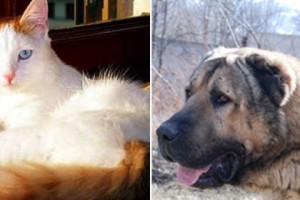 Вопрос ванской кошки сложнее, чем вопрос армянского гампра