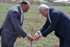 Տնկվել է կոլեկցիոն այգու առաջին ծիրանենին