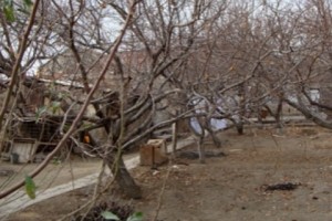 Բացասական ջերմաստիճանը վնասել է ցանքերն ու այգիները
